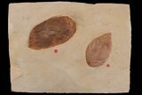 Two Red Fossil Leaves (Rhamnus & Fraxinus) - Montana #165062-3